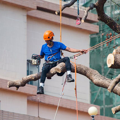 Tree Cutting Service In Imlay City