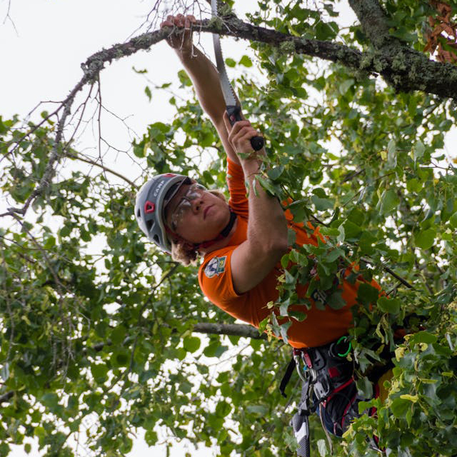 Tree Cutting Service In Imlay City