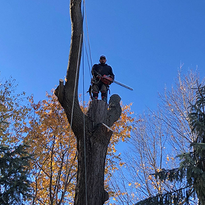 Tree Removal Service In Imlay City