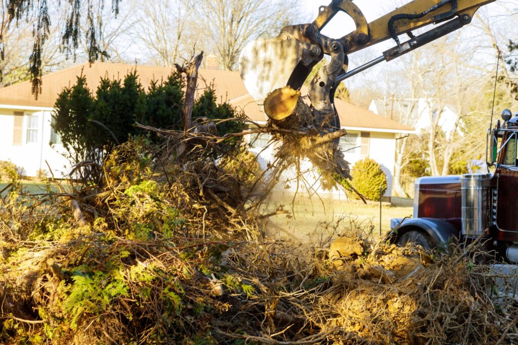 Old trees are being removed in cities tree trunk for loading into truck.